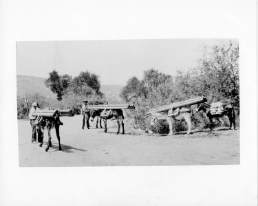 Construction - Telephone Poles
Phoenix-Prescott Line - Year 1930